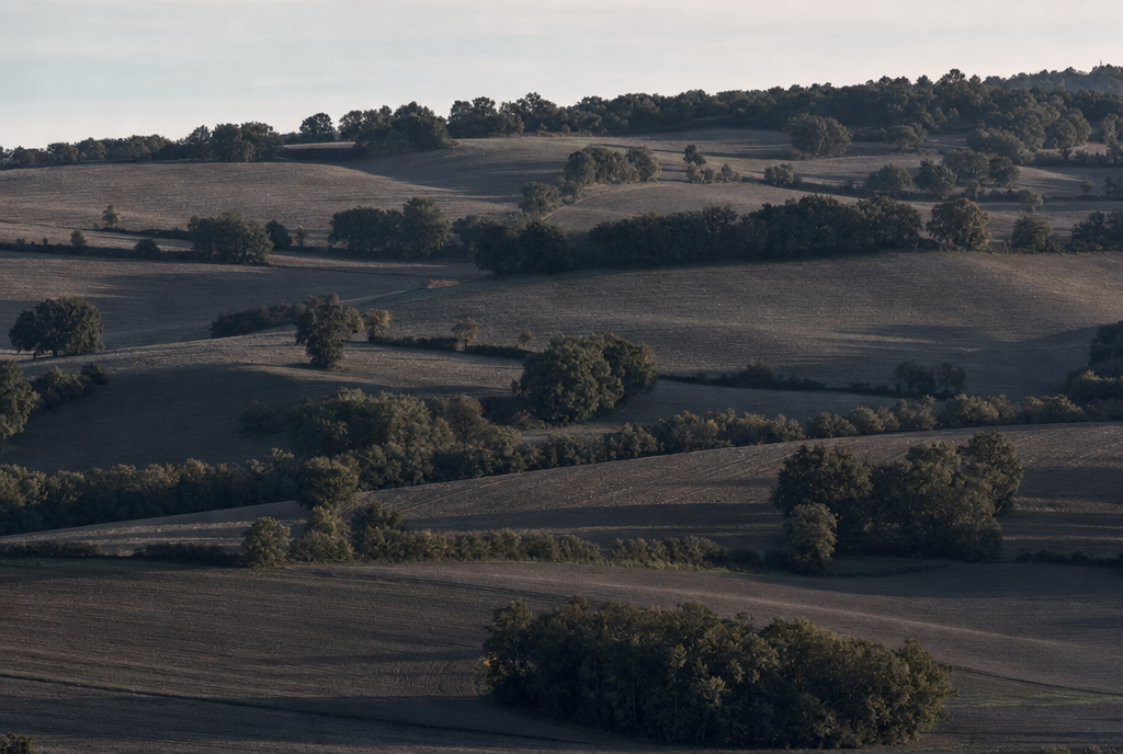 Les coteaux du sud-est toulousain en fin d'après-midi, lumière rasante sur les champs et les bosquets qui montent vers la crête.